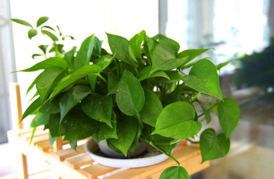 室內(nèi)綠蘿不能除甲醛 室內(nèi)綠蘿不能除甲醛