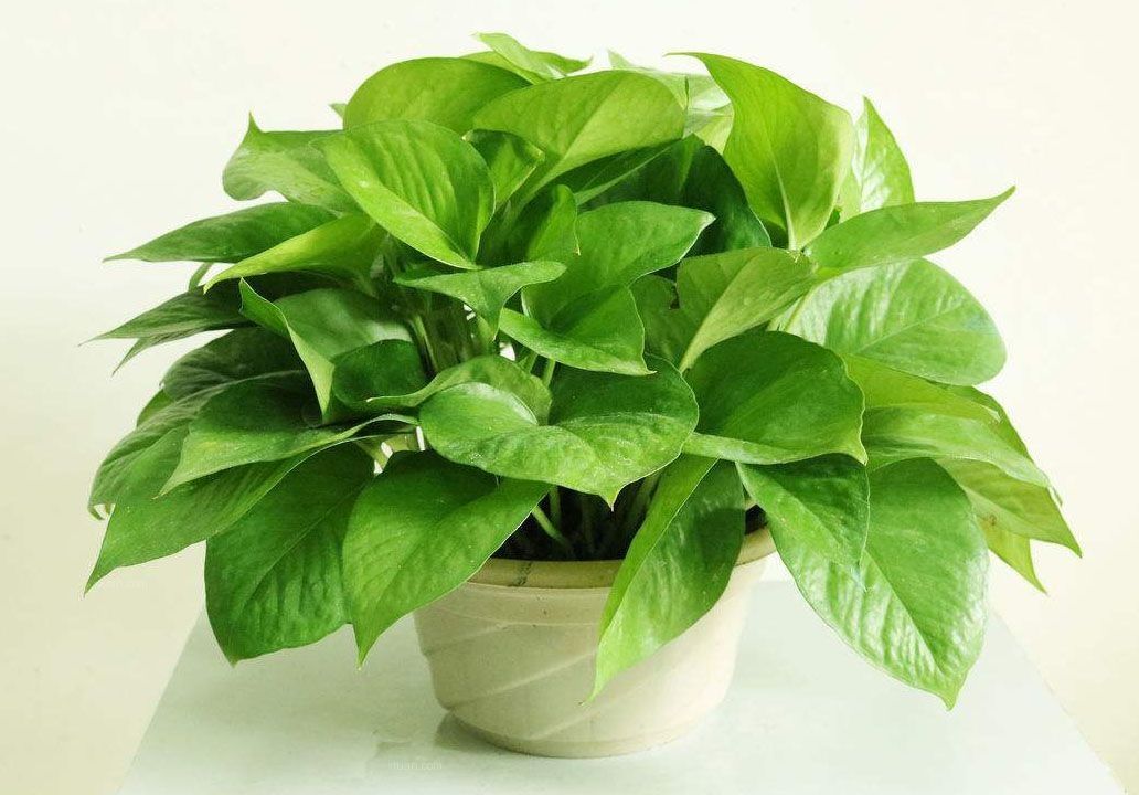 綠蘿不能有效除甲醛 綠蘿不能有效除甲醛